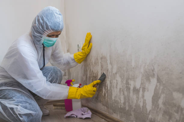 Best Residential Mold Remediation in Belvedere, SC