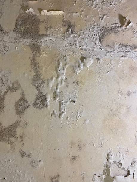 Best Preventive Mold Services in Belvedere, SC