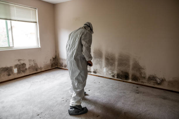 Best Residential Mold Remediation in Belvedere, SC
