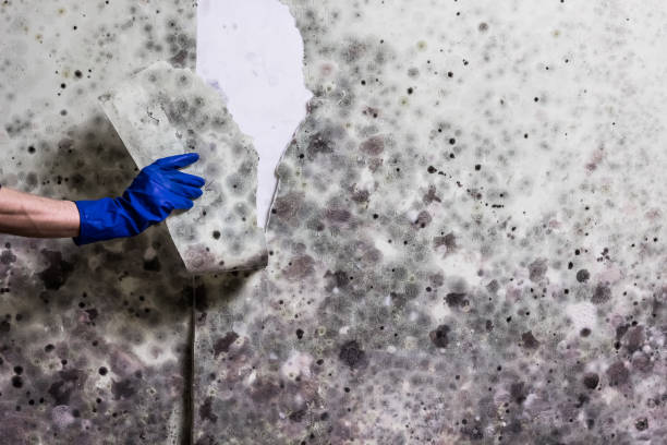 Best Kitchen Mold Remediation in Belvedere, SC