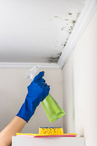 Best Attic Mold Remediation in Belvedere, SC